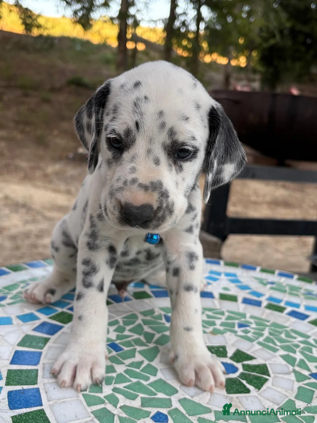 Dalmata cani in vendita: Cuccioli di Dalmata - Annuncio 2