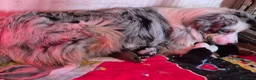 Australian Shepherd cani in vendita: Ultima cucciola di pastore australiano  - Annuncio 3