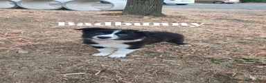 Border Collie Cucciolo 2