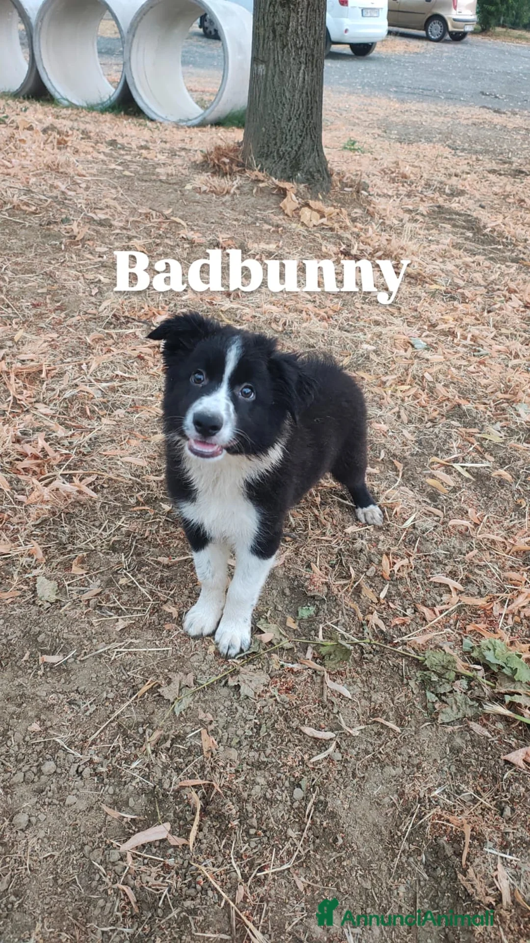 Border Collie cani in vendita: CUCCIOLI DI BORDER COLLIE ALTA GENEALOGIA - Annuncio 2