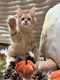 Maine Coon gatti Cucciolo Maine coon red tabby - Annuncio 16