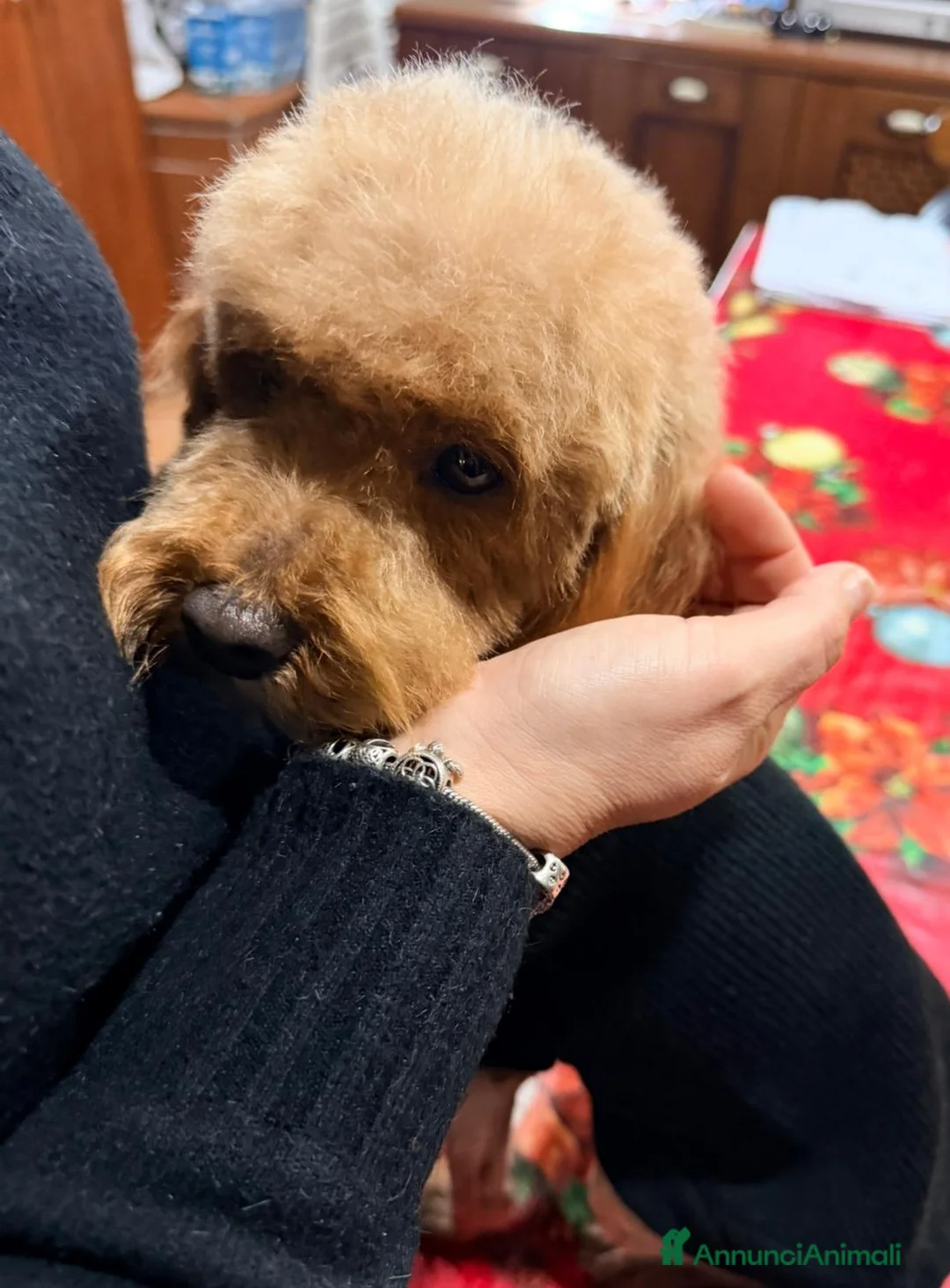 Barboncino Toy cani in vendita: Barboncino  - Annuncio 6
