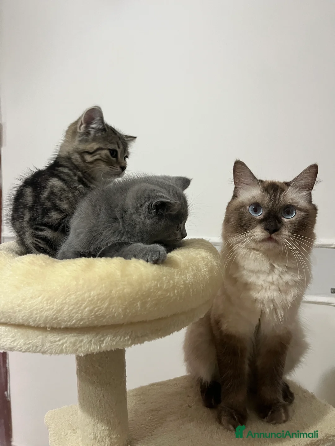 Scottish gatti in vendita: Scottish Fold & Strait blu a Città Metropolitana di Napoli - Annuncio 2