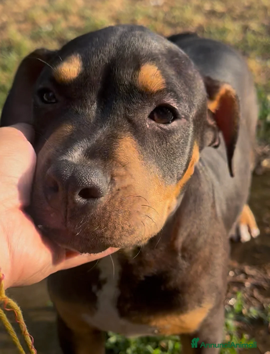 Pitbull cani in vendita: Ultima cucciola di Pit Bull Black Tricolor  - Annuncio 2