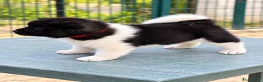 Akita Americano 2