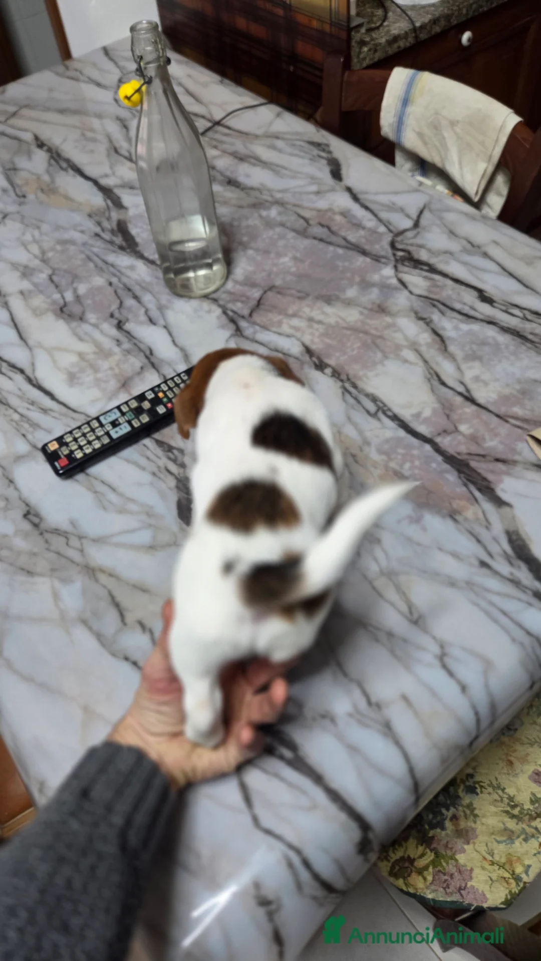 Jack Russell cani in vendita: Stupendi cuccioki di Jack Russel - Annuncio 4