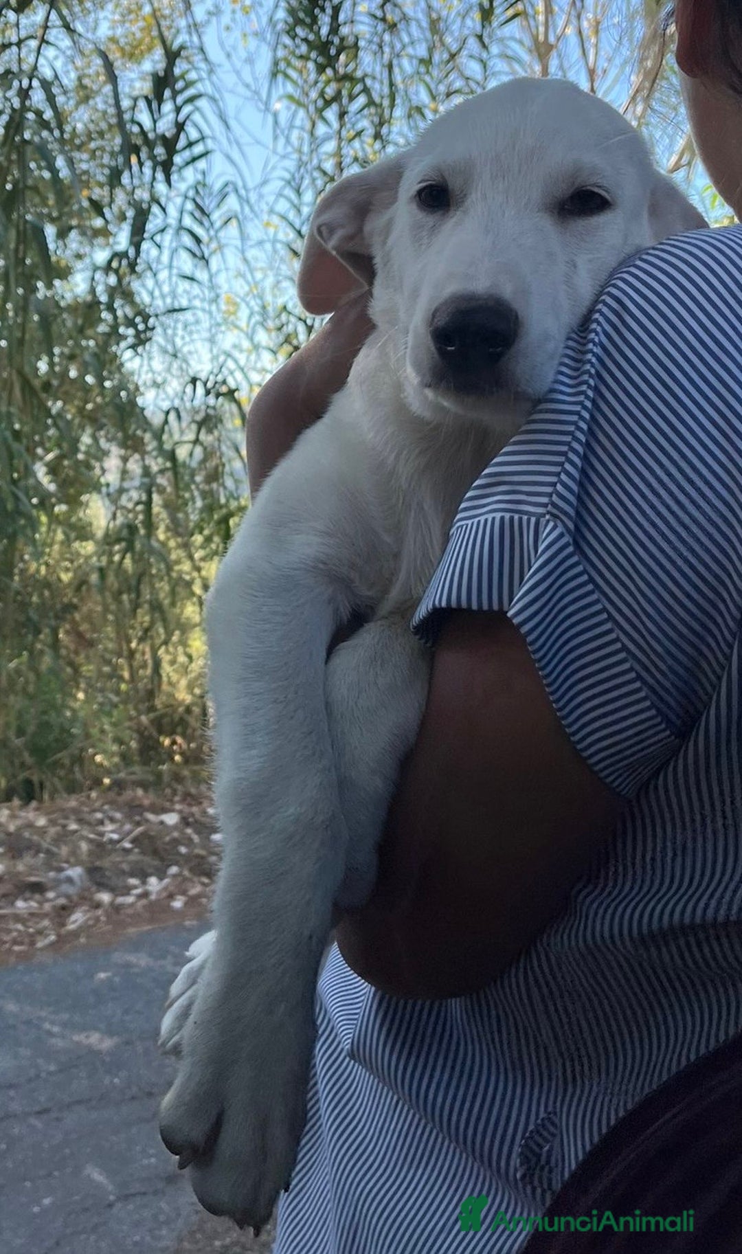 Pastore Maremmano cani in regalo: Chase splendido cucciolo di 3 mesi in box  a Città metropolitana di Milano - Annuncio 6