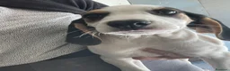 Meticcio cani in regalo: SIMPATICHE SORELLINE DI DUE MESI E MEZZO - Annuncio 3