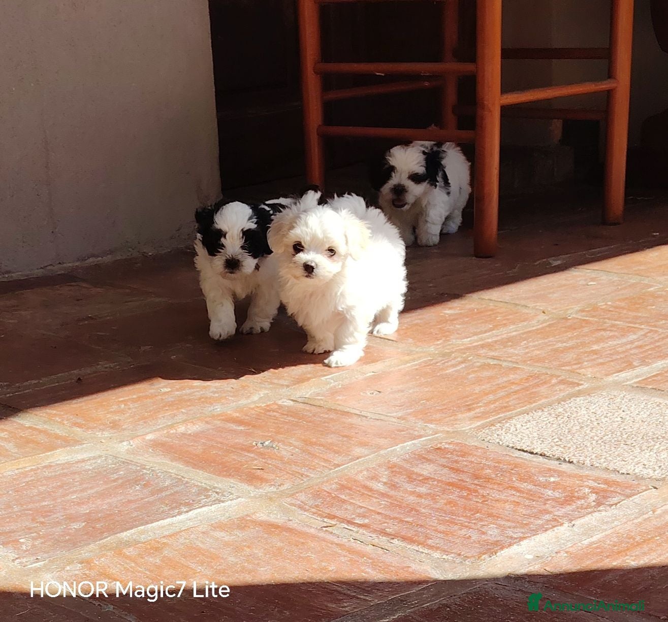Meticcio cani Cuccioli Incrocio tra ShihTsu e Maltese - Annuncio 1
