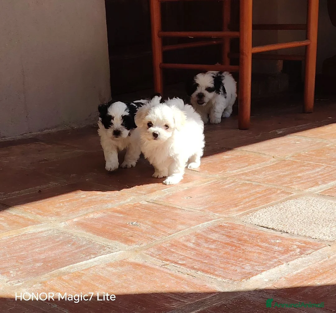 Meticcio cani in vendita: Cuccioli Incrocio tra ShihTsu e Maltese - Annuncio 1