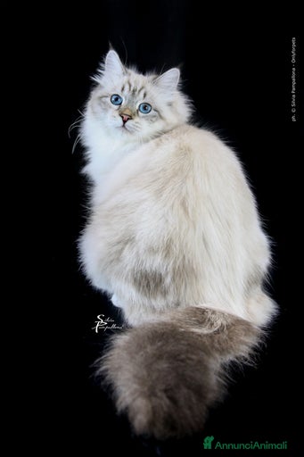 Immagine della galleria {{count}}