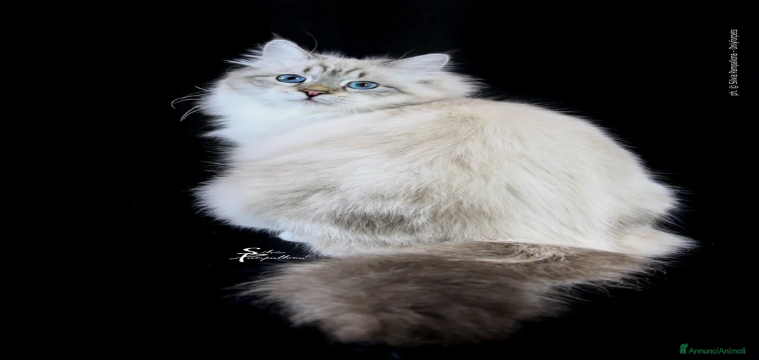 Immagine della galleria {{count}}