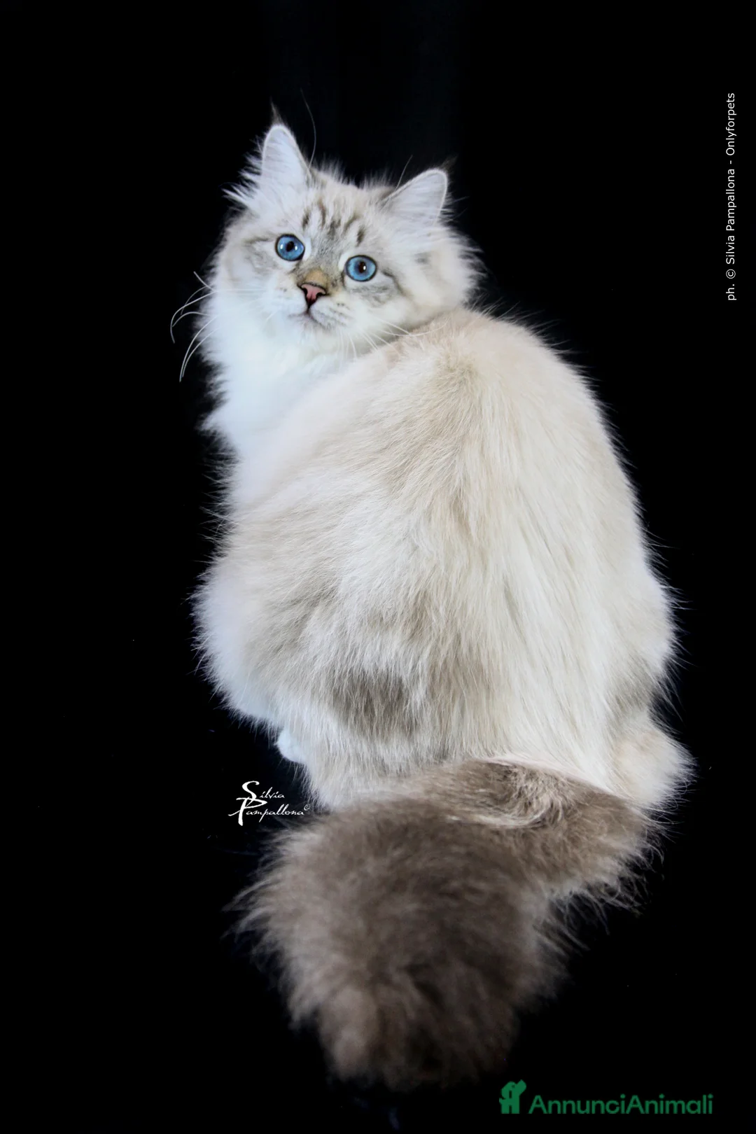 Immagine della galleria {{count}}