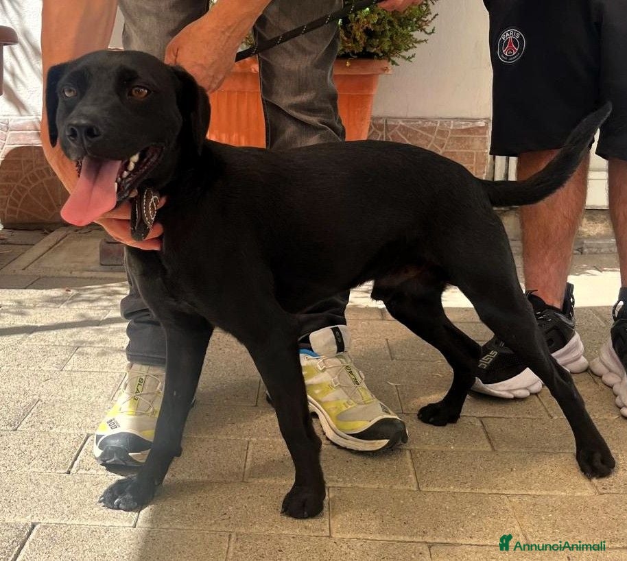 Meticcio cani NEREO DOLCE CAGNOLINO - Annuncio 30