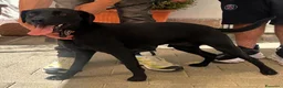 Meticcio cani in regalo: NEREO DOLCE CAGNOLINO - Annuncio 1