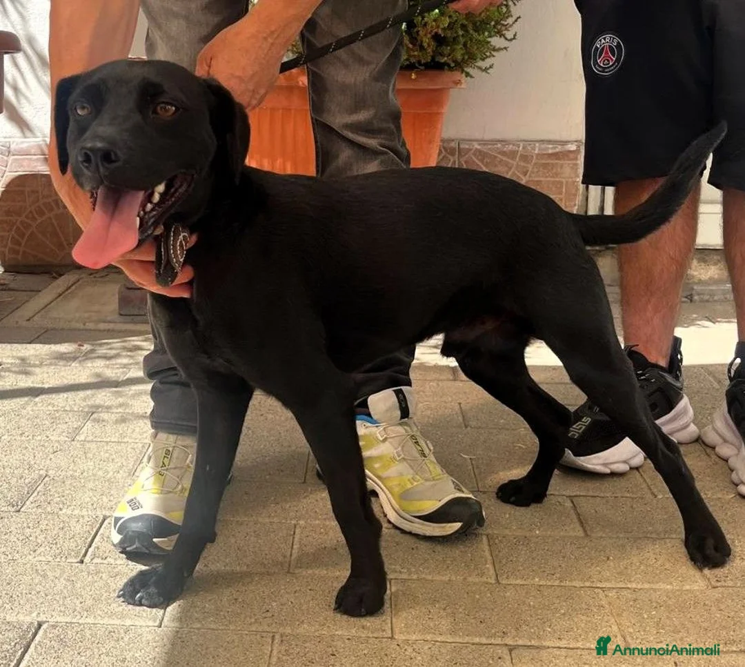 Meticcio cani in regalo: NEREO DOLCE CAGNOLINO - Annuncio 1