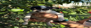 Chihuahua 3