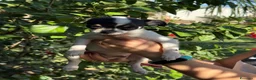 Chihuahua cani in vendita: Cuccioli chihuahua con Pedigree Enci - Annuncio 8