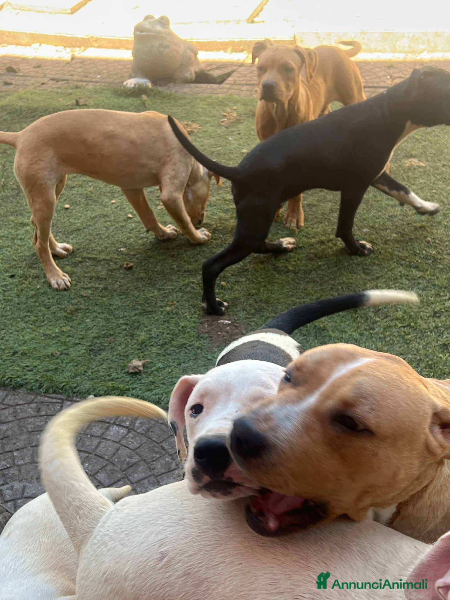 American Staffordshire cani American Staffordshire terrier - Annuncio 12