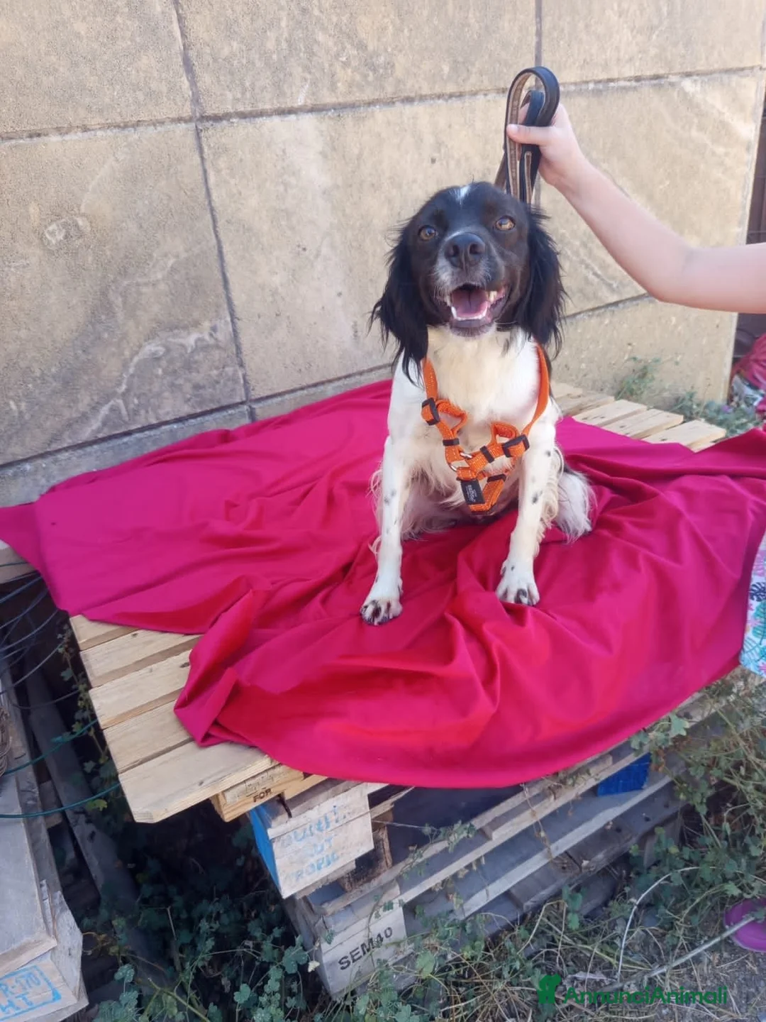 Meticcio cani in regalo: mali  - Annuncio 2