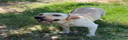 Labrador cani in regalo: Sundance, Labrador di 5 anni, cerca una nuova casa - Annuncio 4