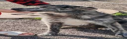 Meticcio cani in regalo: 10 MESI 15 CHILI, DOLCE E MORBIDO GREY - Annuncio 9