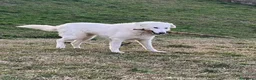 Pastore Abbruzzese Maremmano cani in regalo: ORTENSIA gioiosa ed affettuosa con tutti! - Annuncio 3