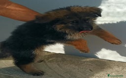 Pastore Tedesco cani in vendita: Cuccioli pastore tedesco - Immagine 3