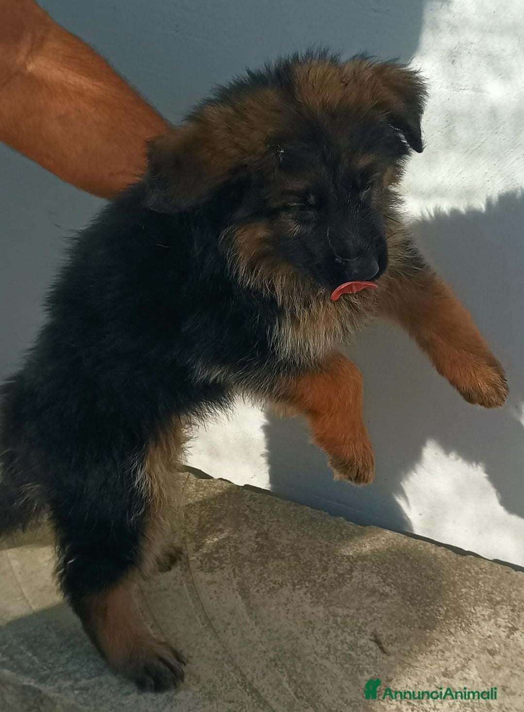 Pastore Tedesco cani in vendita: Cuccioli pastore tedesco - Immagine 3