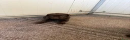 Labrador cani in vendita: Cucciole Labrador chocolate  - Annuncio 4