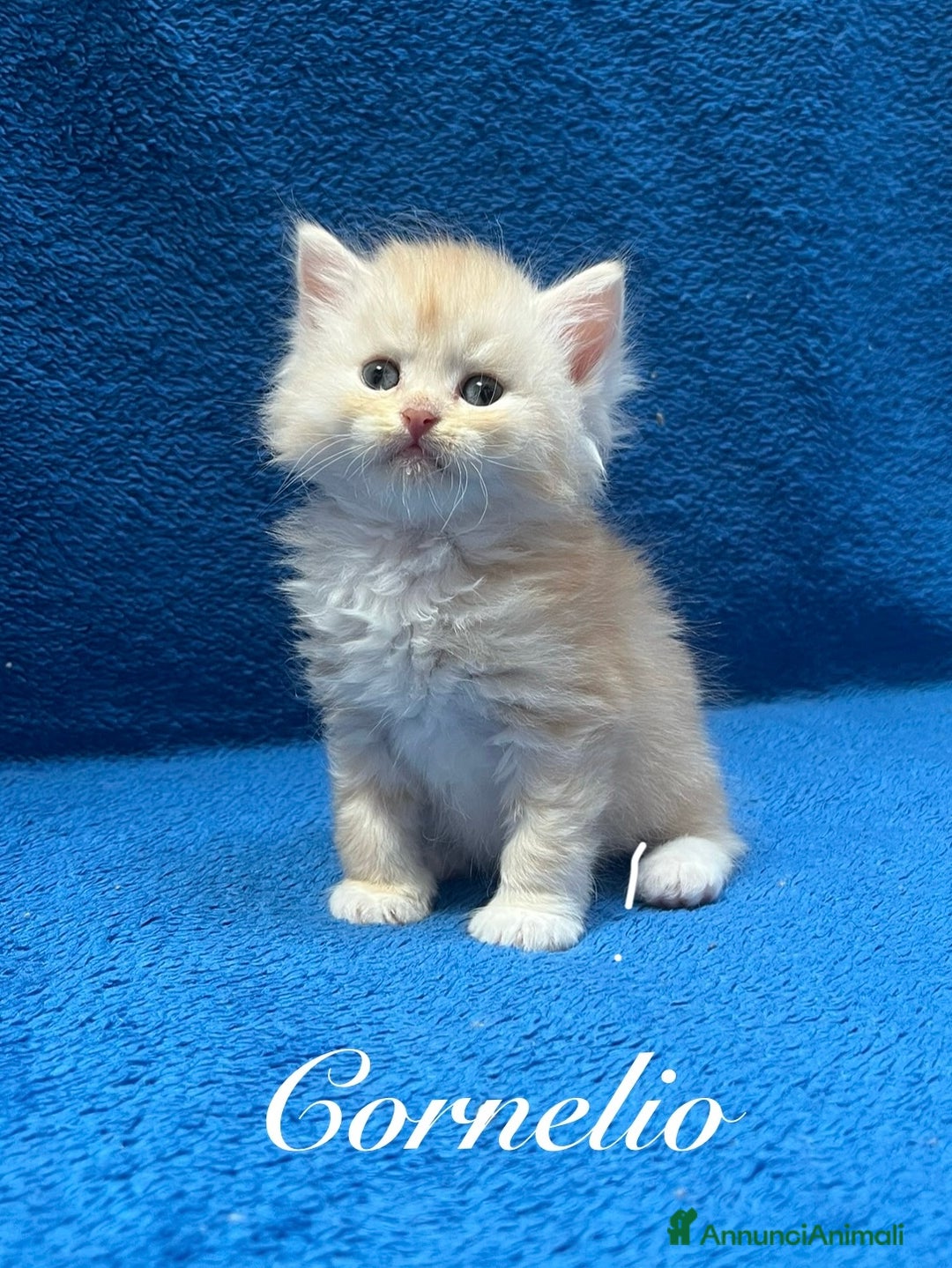 Siberiano gatti in vendita: Cuccioli Gatto Siberiano Ipoallergenico Pedigree. - Annuncio 1