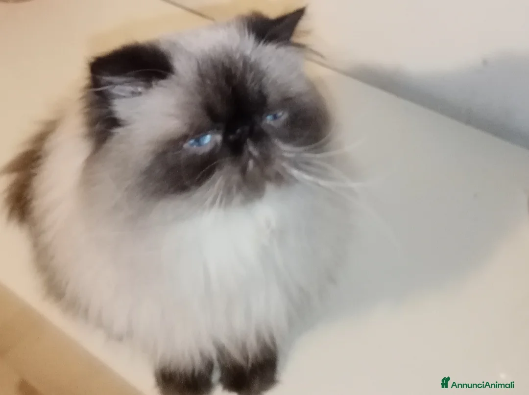 Persiano gatti in vendita: Gatti Persiani  - Annuncio 1