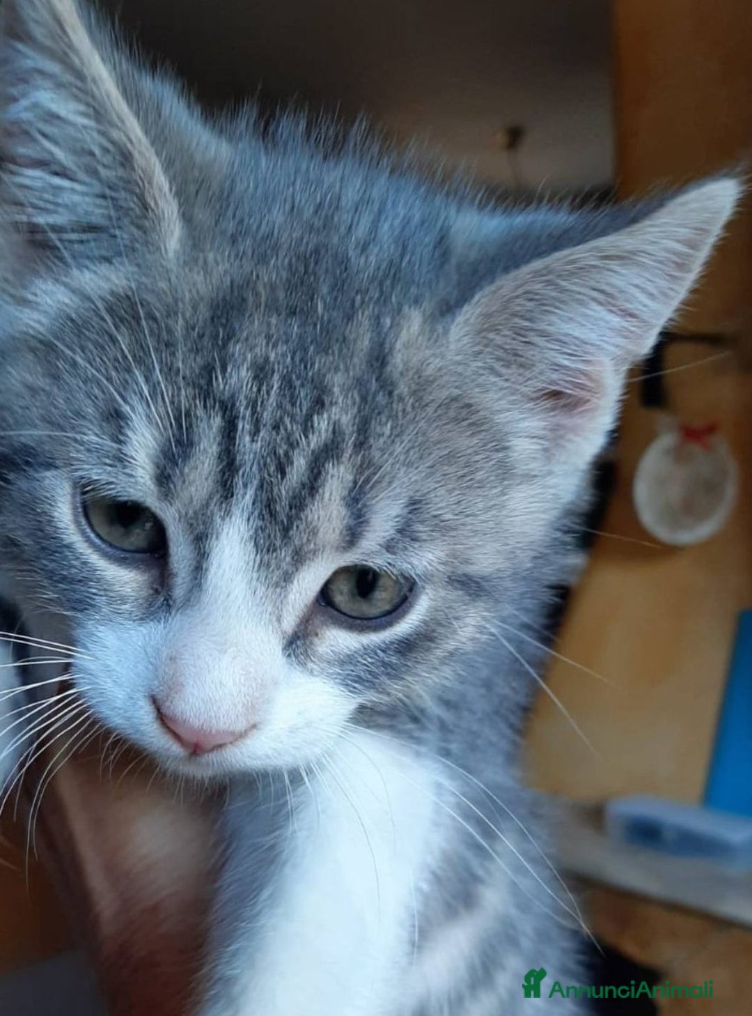 Europeo gatti in regalo: DENNY, adorabile gattino in adozione! - Annuncio 3