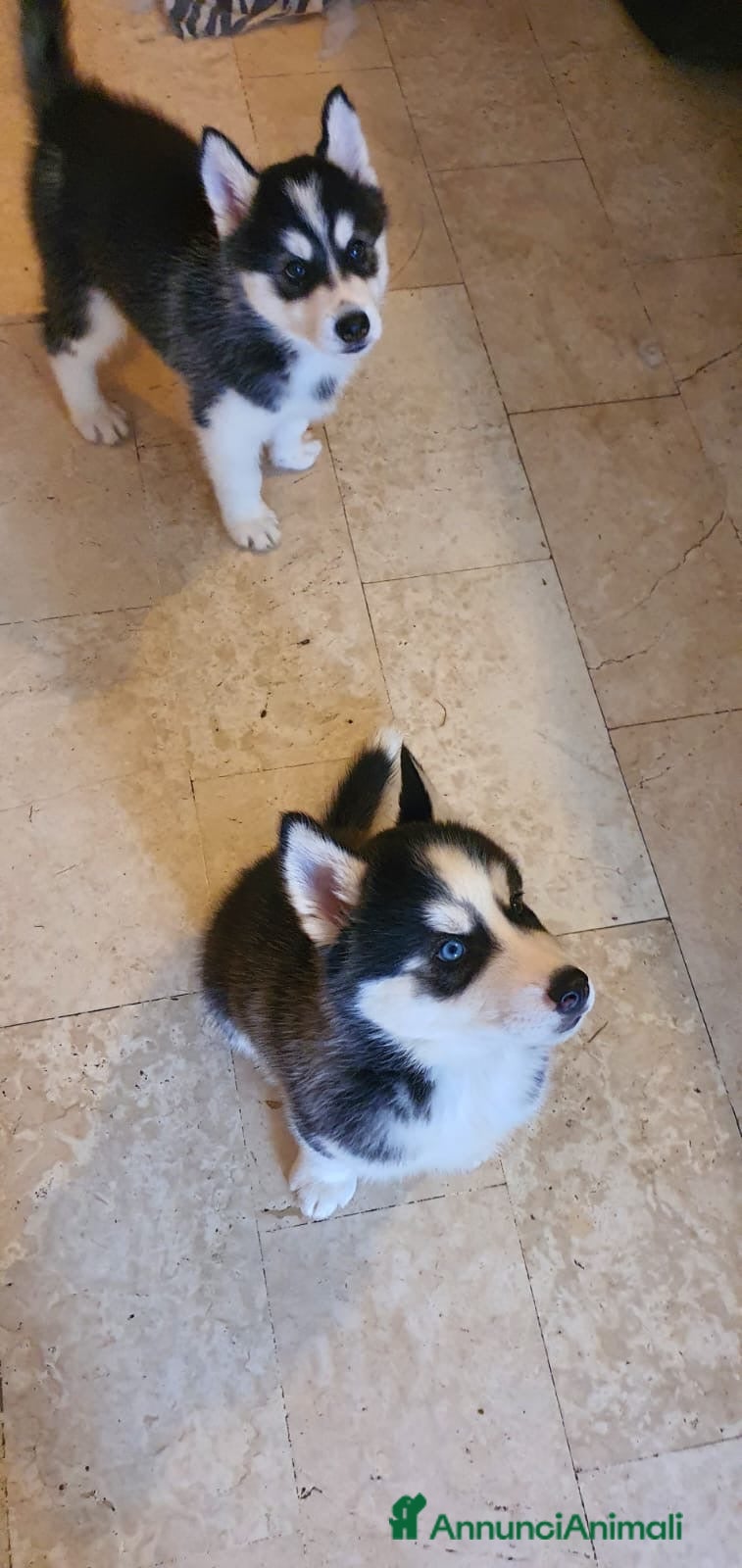 Husky cani in vendita: Cuccioli Husky Siberian  - Annuncio 2