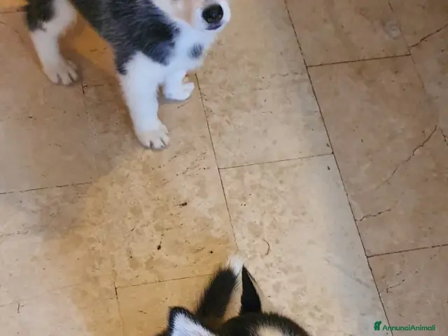 Husky cani in vendita: Cuccioli Husky Siberian - Annuncio 2