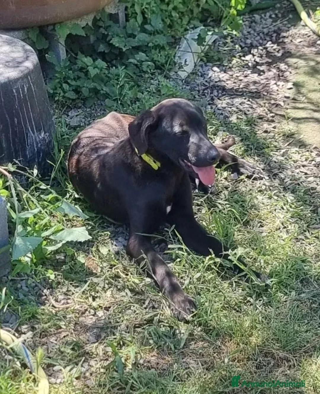 Meticcio cani in regalo: Ciccio - Annuncio 6