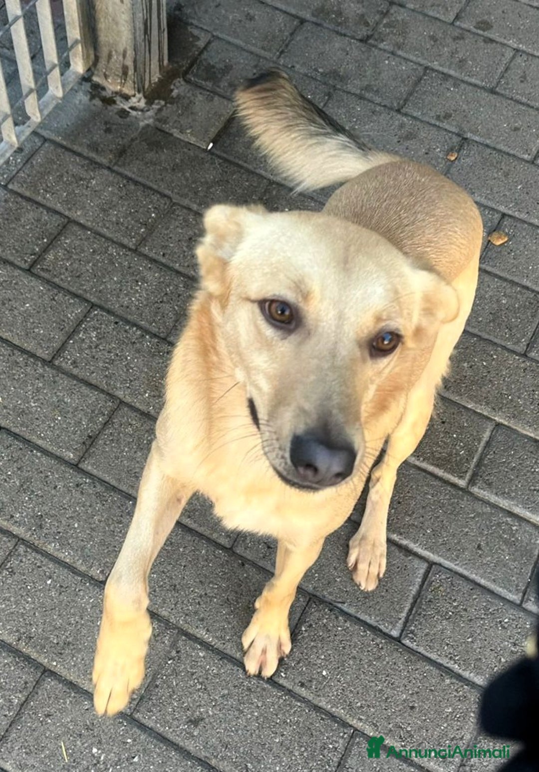 Meticcio cani in regalo: MANUEL CERCA CASA - Annuncio 11