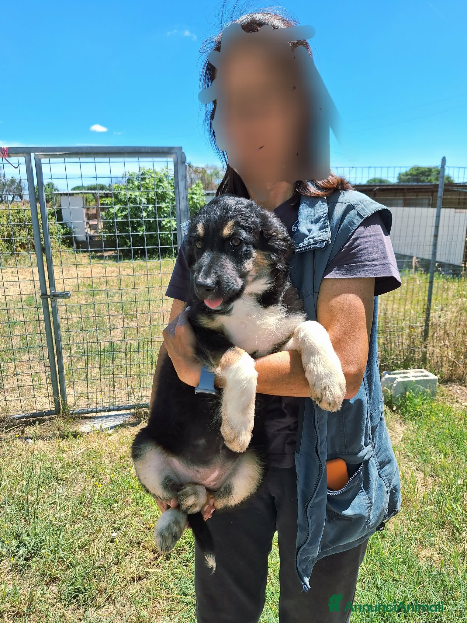 Meticcio cani Afrodite spettacolare cucciola in adozione  - Annuncio 1