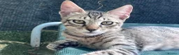 Europeo gatti in regalo: Gattino maschio tigrato a Città metropolitana di Roma Capitale - Annuncio 9