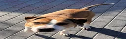 Meticcio cani in regalo: GOLD BELLISSIMO AMSTAFF - Annuncio 10