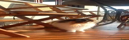 Persiano gatti per accoppiamento: Sheila gatta persiano tricolore  - Annuncio 4