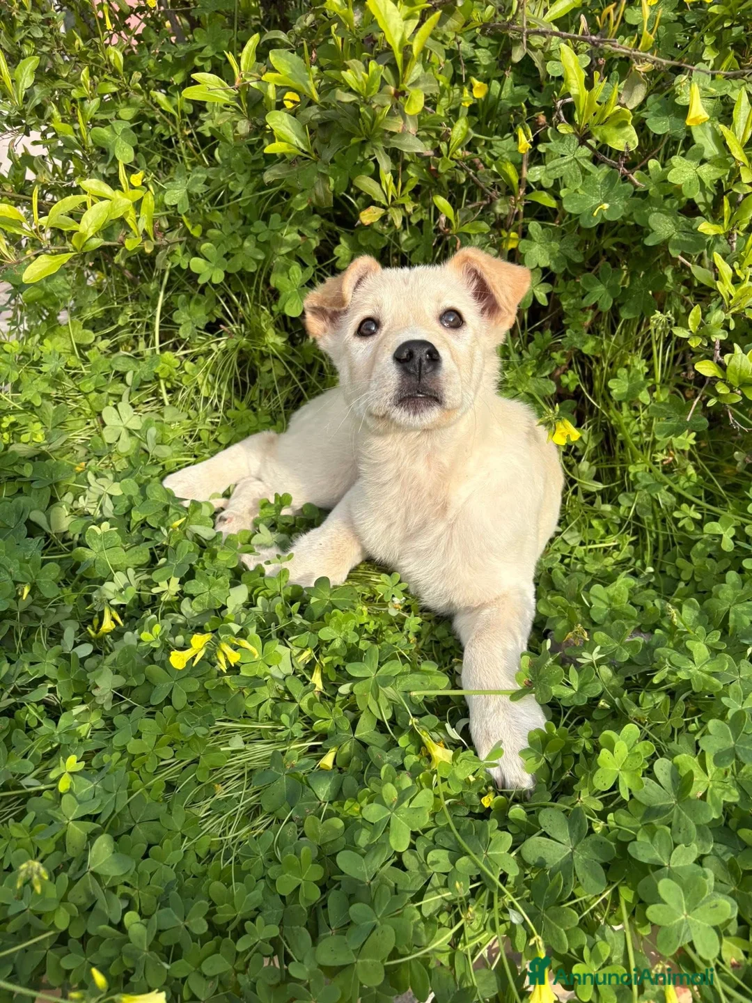 Labrador cani in regalo: Izar cerca casa🩵 - Annuncio 2