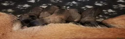 Pastore Belga cani in vendita: Cuccioli pastore belga malinois - Annuncio 4