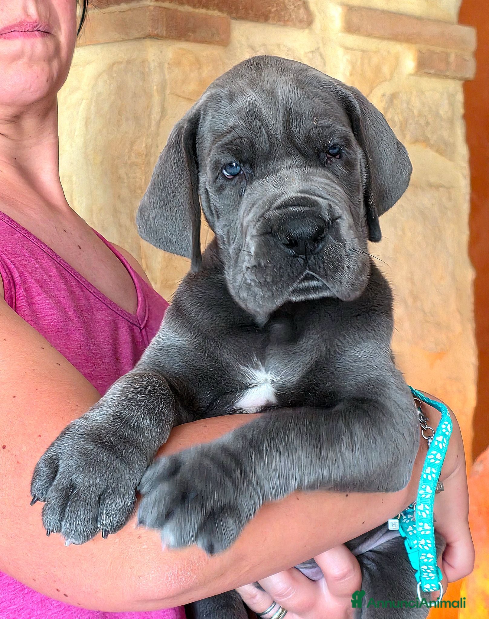 Alano cani Cuccioli Alani Blu - Annuncio 1