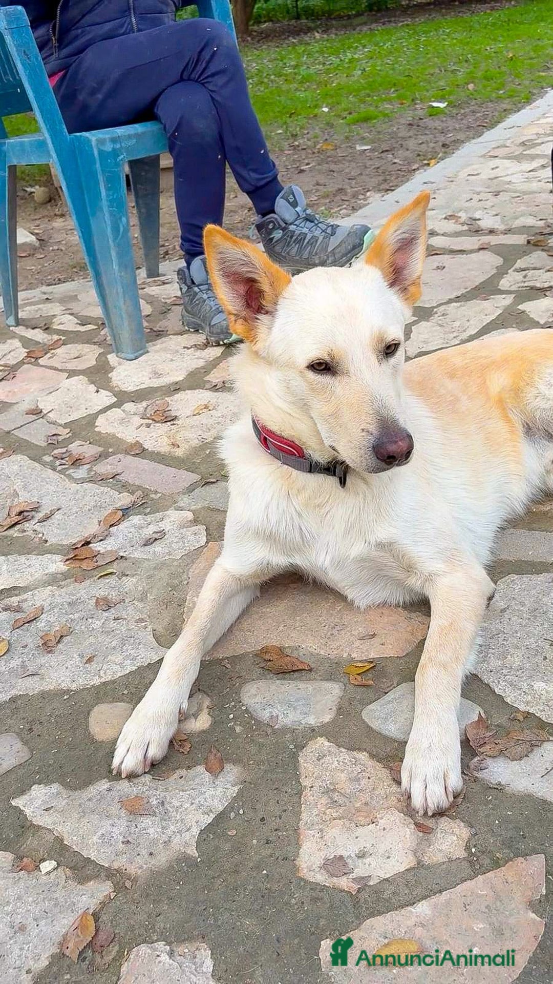 Meticcio cani in regalo: ROMEO 💙 -  vi farà innamorare! Energia pura! - Annuncio 8