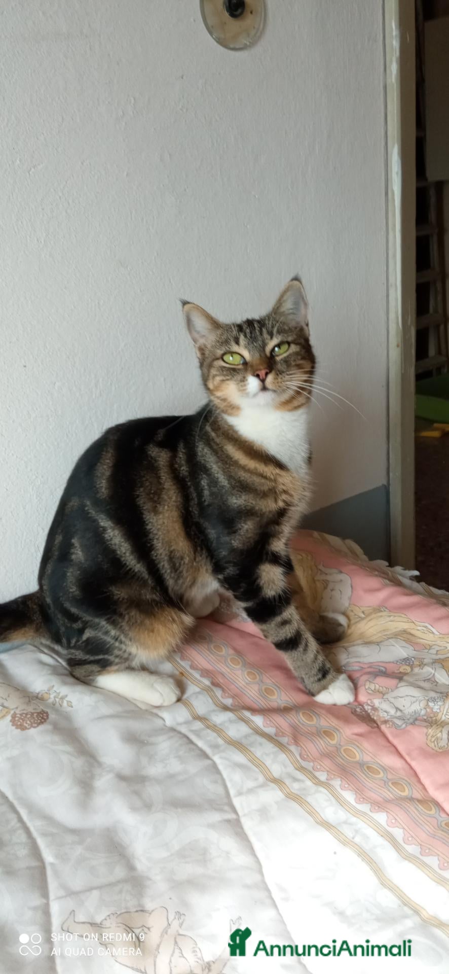 Altre razze gatti Gattina di 10 mesi cerca casa - Annuncio 16