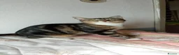 Altre razze gatti in regalo: Gattina di 10 mesi cerca casa a Provincia di Bergamo - Annuncio 1