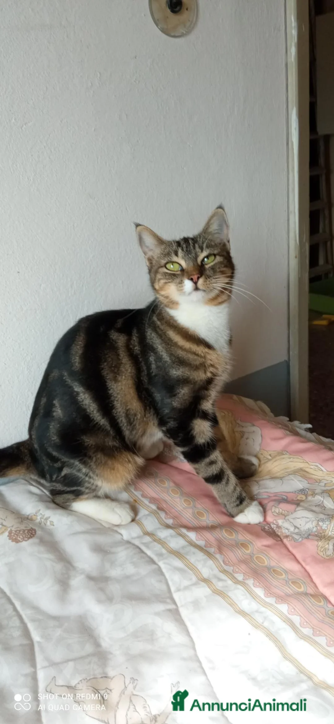 Altre razze gatti in regalo: Gattina di 10 mesi cerca casa a Provincia di Bergamo - Annuncio 1