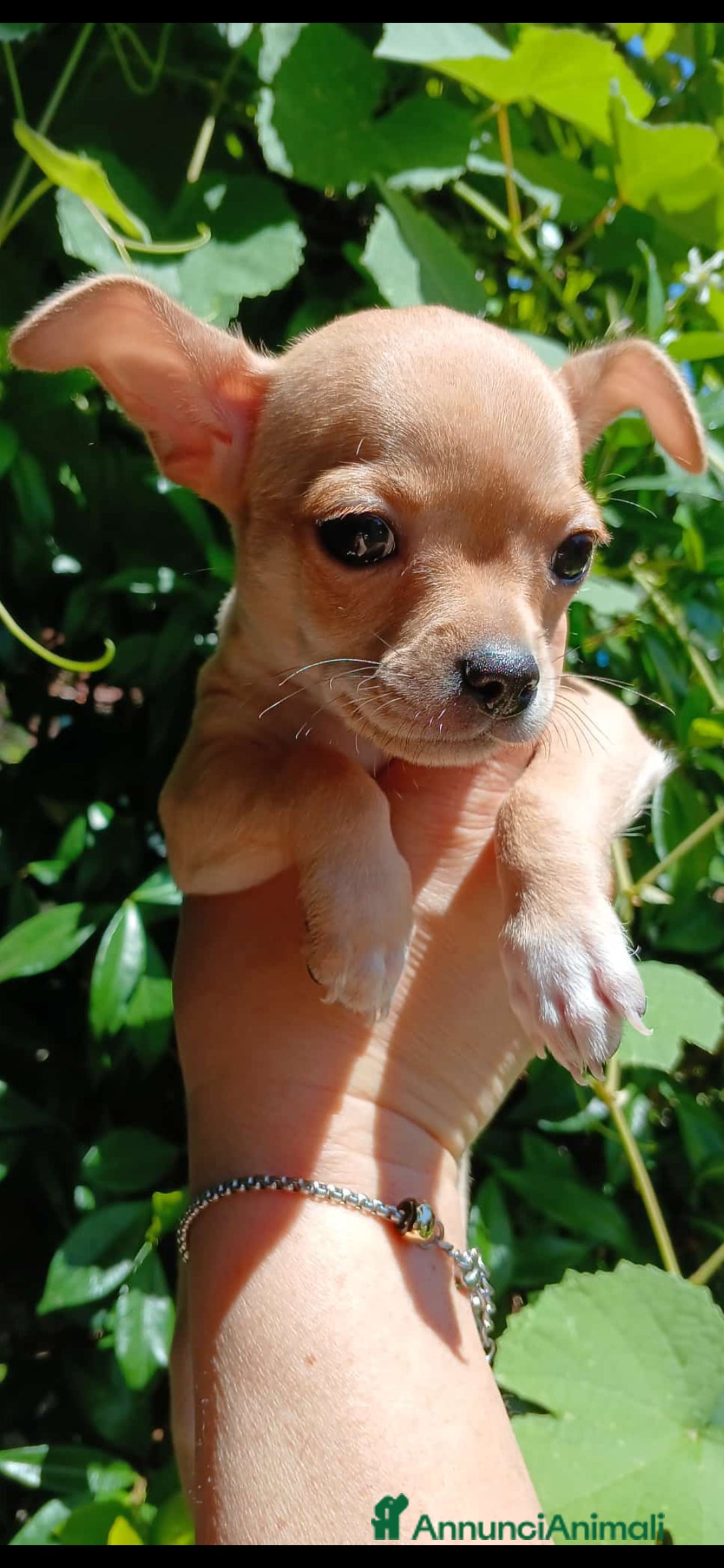 Chihuahua cani in vendita: Cuccioli di chihuahua deliziosi a Città metropolitana di Roma Capitale - Immagine 11