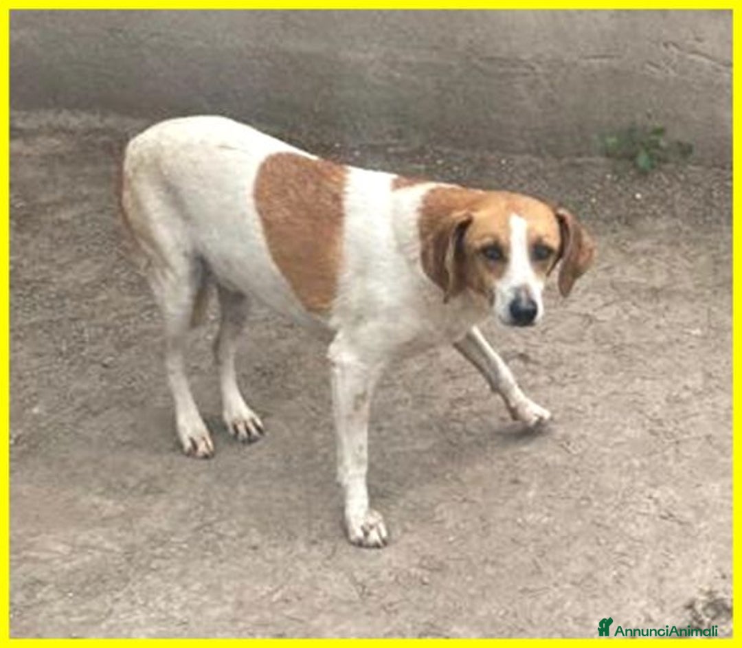 Meticcio cani in regalo: LIVIA molto timorosa - Annuncio 4